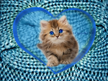 Blue Eyes â™¥ for dear Carmenmbonilla - adorable, cat, heart, eyes, blue, kitty, color, sweet