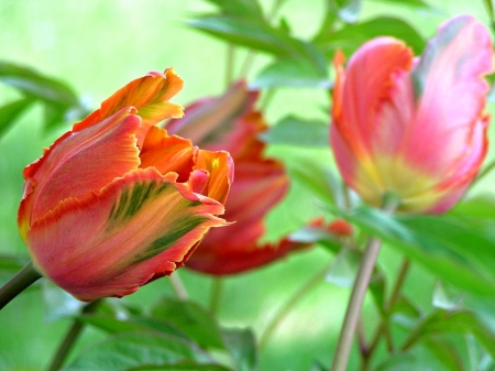 Tulipe - tulip, flowers, garden, beautiful