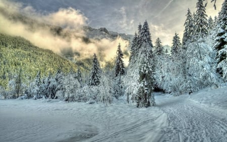 winter forest - fun, winter, nature, forest, cool