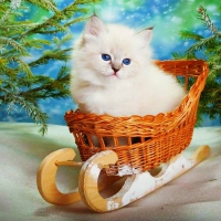 Cute Kitty