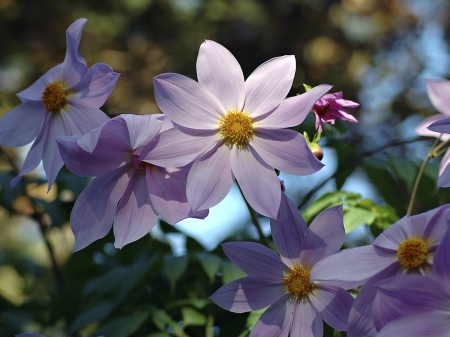 Amazing Purple - purple, amazing, flowers, garden