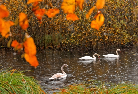 A quiet place - nature, goose, fall, river