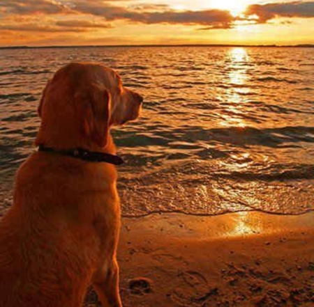 watching the sunset - nature, brown, cool, animals, sunsets, dogs