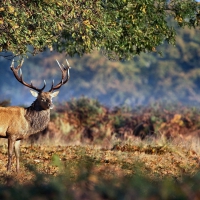 Big Buck Deer F1