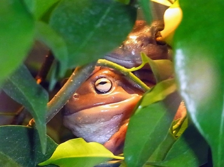 I'M HIDING - ANIMAL, HIDING, TREE, FROG