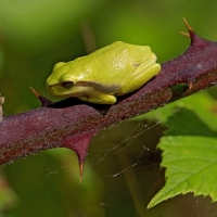 ON A THORNY BRANCH