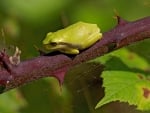 ON A THORNY BRANCH