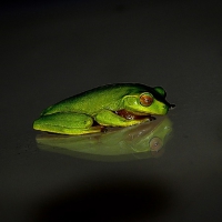 FROG WITH REFLECTION