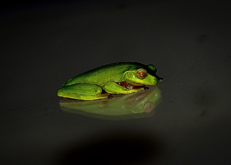 FROG WITH REFLECTION - ANIMAL, REFLECTION, FROG, GREEN