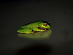 FROG WITH REFLECTION