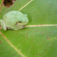 LITTLE FROG ON LEAF