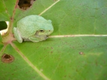 LITTLE FROG ON LEAF