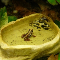 FROG IN POND