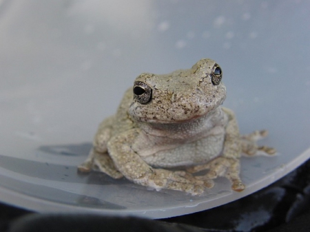 HELLO THERE - frog, image, animal, little