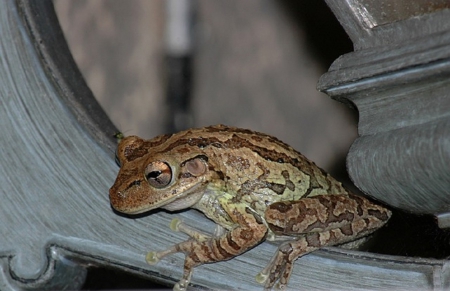 TREE FROG - frog, image, tree, sitting