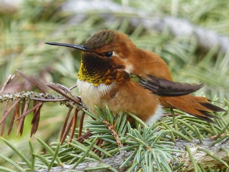 ALLENS HUMMINGBIRD - CUTE, LITTLE, HUMMINGBIRD, BIRD