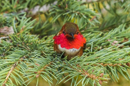 ALLENS HUMMINGBIRD - hummingbird, little, cute, bird