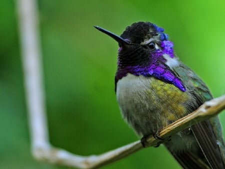 CUTE HUMMINGBIRD - CUTE, LITTLE, HUMMINGBIRD, BIRD