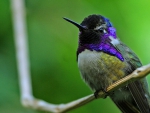 CUTE HUMMINGBIRD