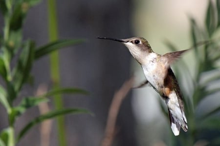 HUMMINGBIRD - CUTE, LITTLE, HUMMINGBIRD, BIRD