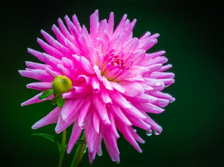 Pink Dahlias - bud, flower, pink, water drops