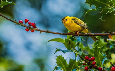 Little yellow bird - bird, branch, yellow, sitting