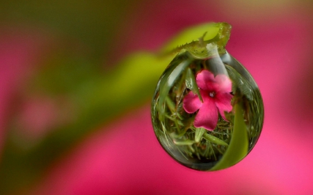 Flower Captured in a Raindrop - raindrop, flower, nature, macro