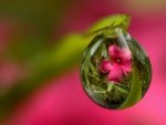 Flower Captured in a Raindrop