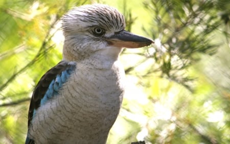 Kookaburra - bird, birds, kookaburra, animals