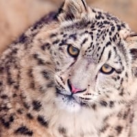 Confused leopard