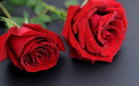 Red Roses - roses, flowers, red, two