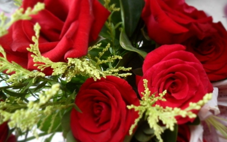 Red Roses - flowers, roses, petals, red