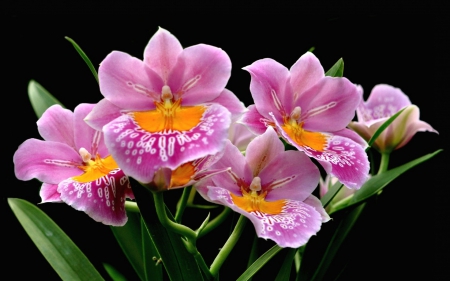 Pink beauties - flower, pink, black, orchid, yellow