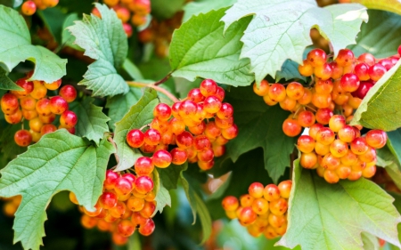 Berries - berry, red, orange, green, fruit