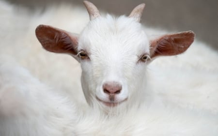 Goat - goat, white, animal, cute, year, horns