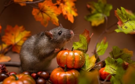 Mouse - animal, rodent, figurine, halloween, pumpkin, leaf, mouse, orange, autumn, green