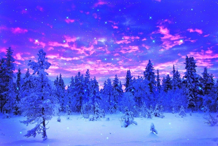 Winter Evening - firs, sky, landscape, snow, clouds