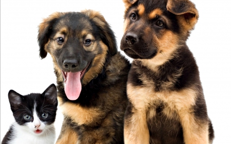 Puppies and kitten - animal, pink, cute, black, puppy, cat, white, kitten, tongue, dog