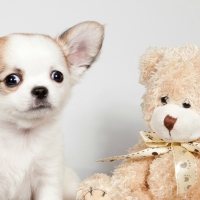 Puppy and teddy bear