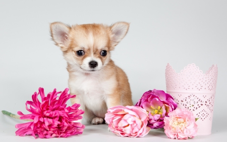 Cute puppy - white, flower, animal, pink, cute, puppy, adorable, dog