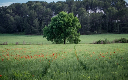 tree by a forest - nature, fun, forest, cool, field