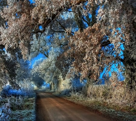 Paths to follow - trees, branches, forest, paths