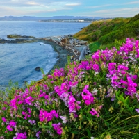 Beach Pea Flowers, Vancouver Island