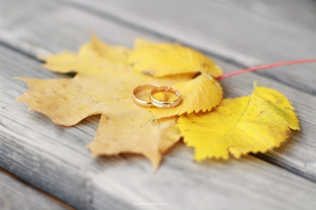 â™¥ - ring, photography, leaves, abstract