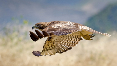 Golden Eagle - Golden Eagle, Bird Of Prey, Flight, Nature