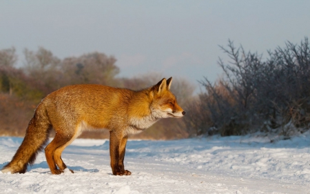 Golden fox in the snow - winter, predators, fox, wilderness, snow, HD, sweet, nature, cute, animals, wildlife, red fox, wild, wallpaper