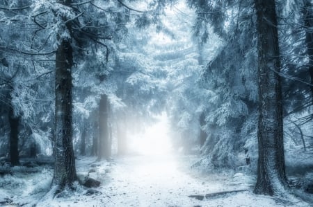 Winter - nature, forest, winter time, woods, snow, winter, snowy