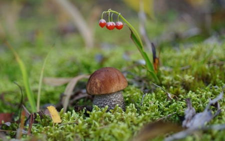 Mushroom - mushroom, red, green, berry, forest