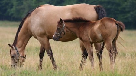 HORSES MOTHER AND FOAL - Foal, nature, Mother, Horses, animals