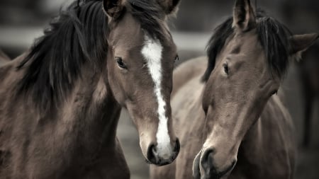 HORSE LOVE - love, nature, Horses, animals